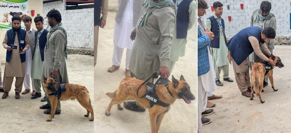 Army Dog Examined at UVAS Swat Veterinary Hospital