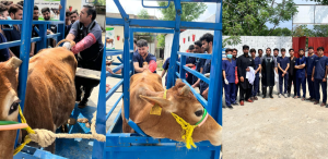 UVAS Swat Students Gain Hands-On Training in Theriogenology Clinic